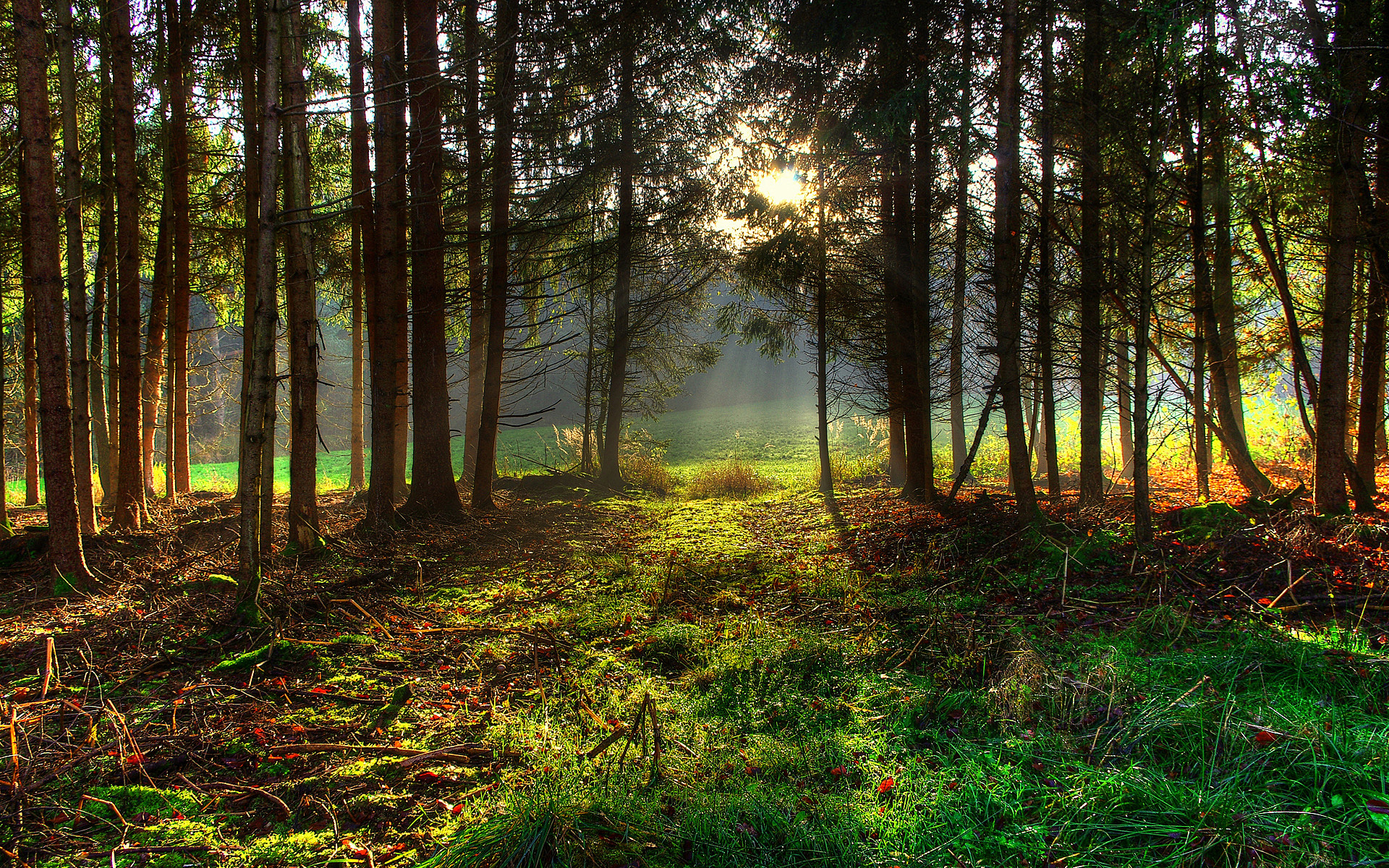 Hermoso bosque de verano. Ver fondos de pantalla HD en línea de paisaje  pintados naturales. Bosque.