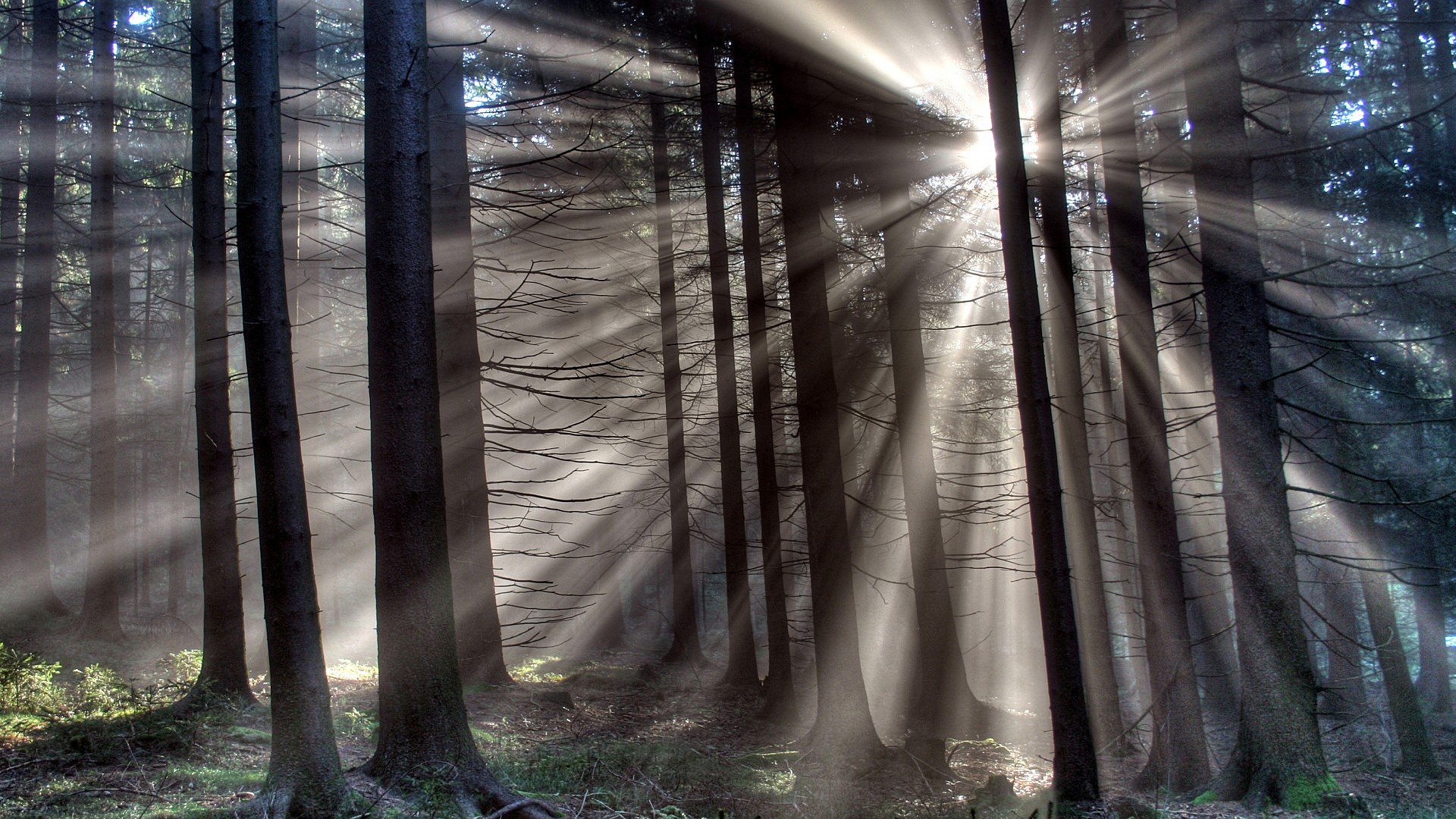 Gloomy forest in the sunlight. HD backgrounds amazing landscapes for PC.  Forest, trees, branches.