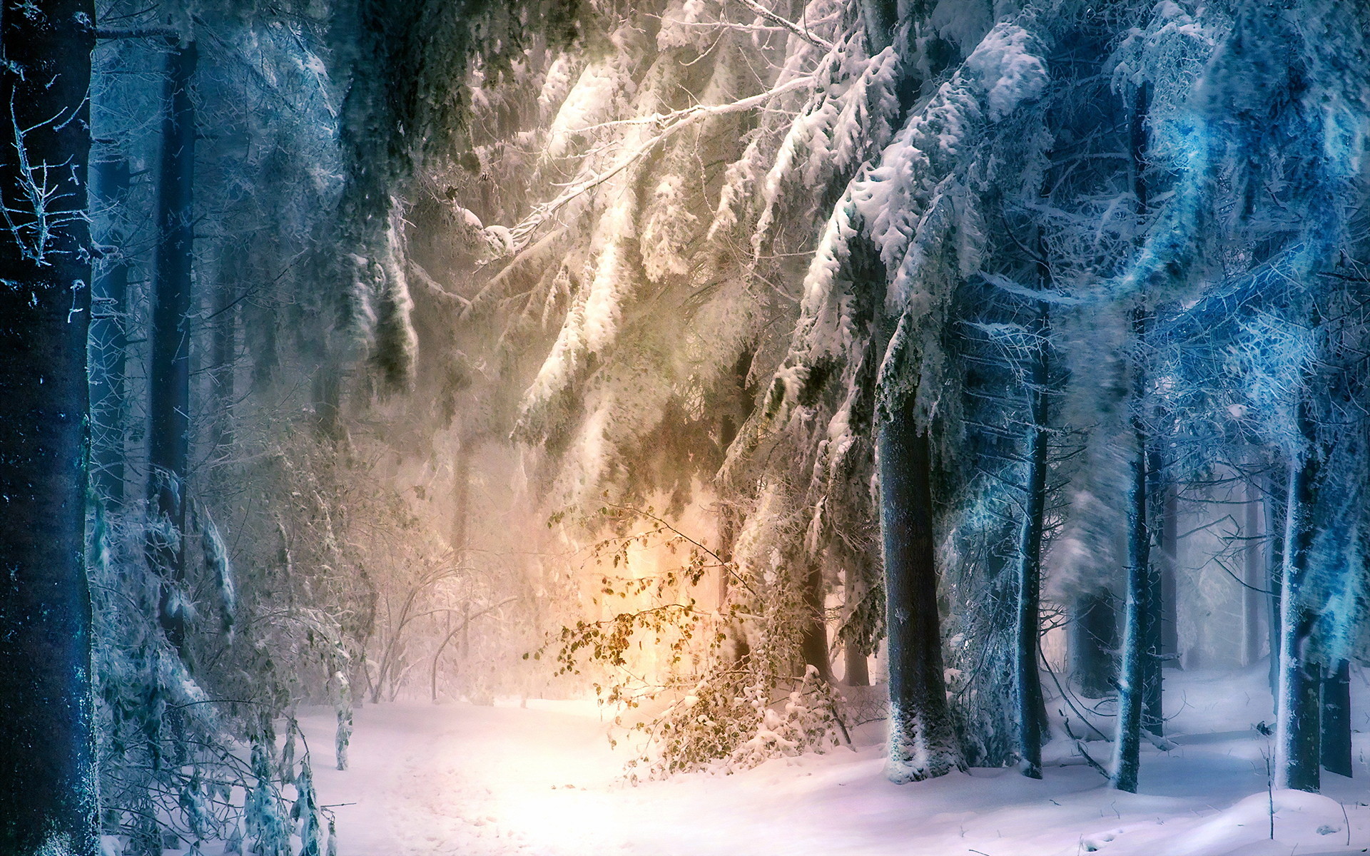 Magical winter forest. Download free wallpaper wide beautiful scenery for a  smartphone. Winter.