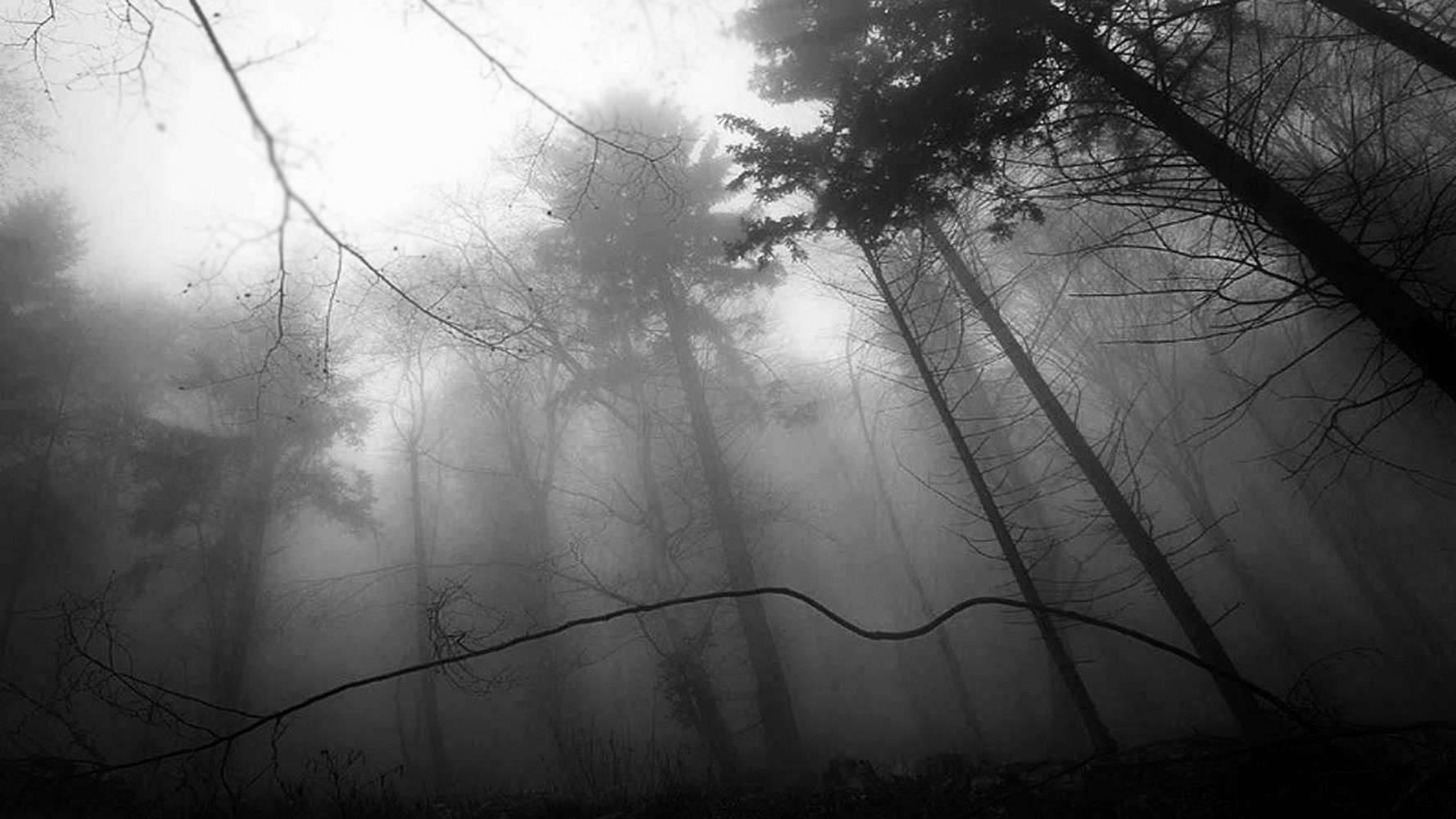 Мистический лес туман