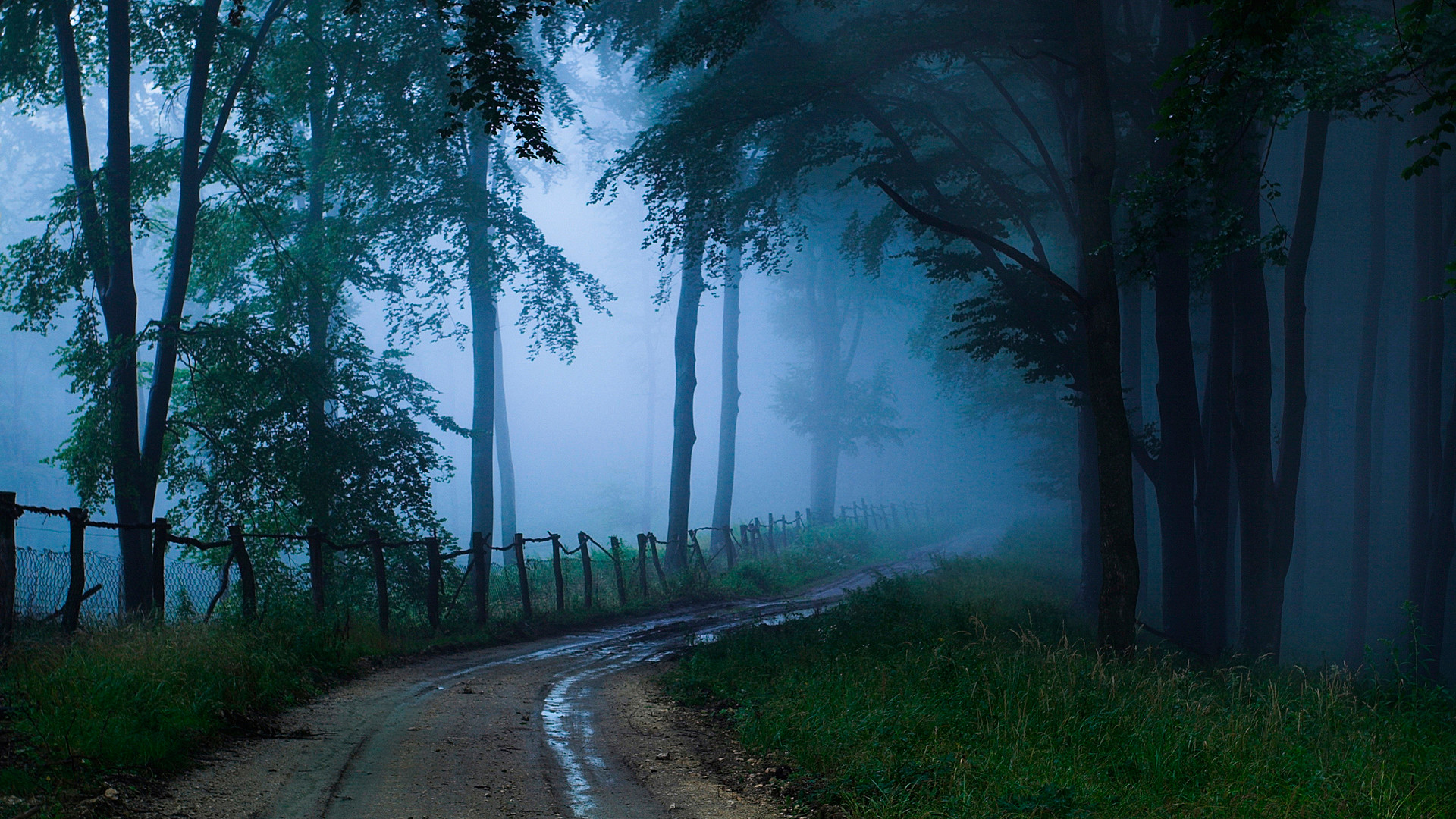 Country road in the dark forest. Widescreen wallpaper beautiful scenery for  your phone.