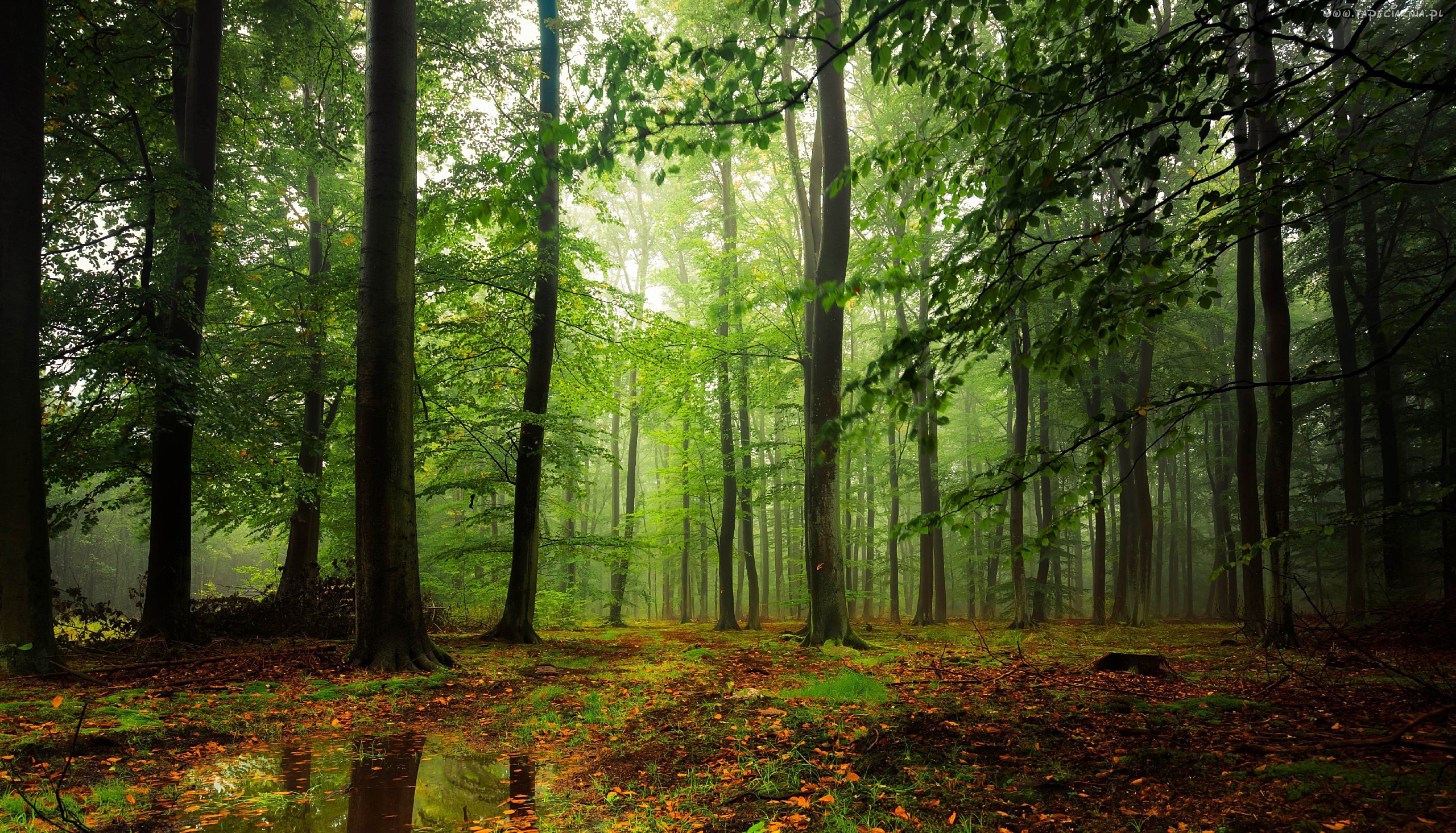 Bosque Verde Ver Fondos De Pantalla Panorámica Increíble Paisaje