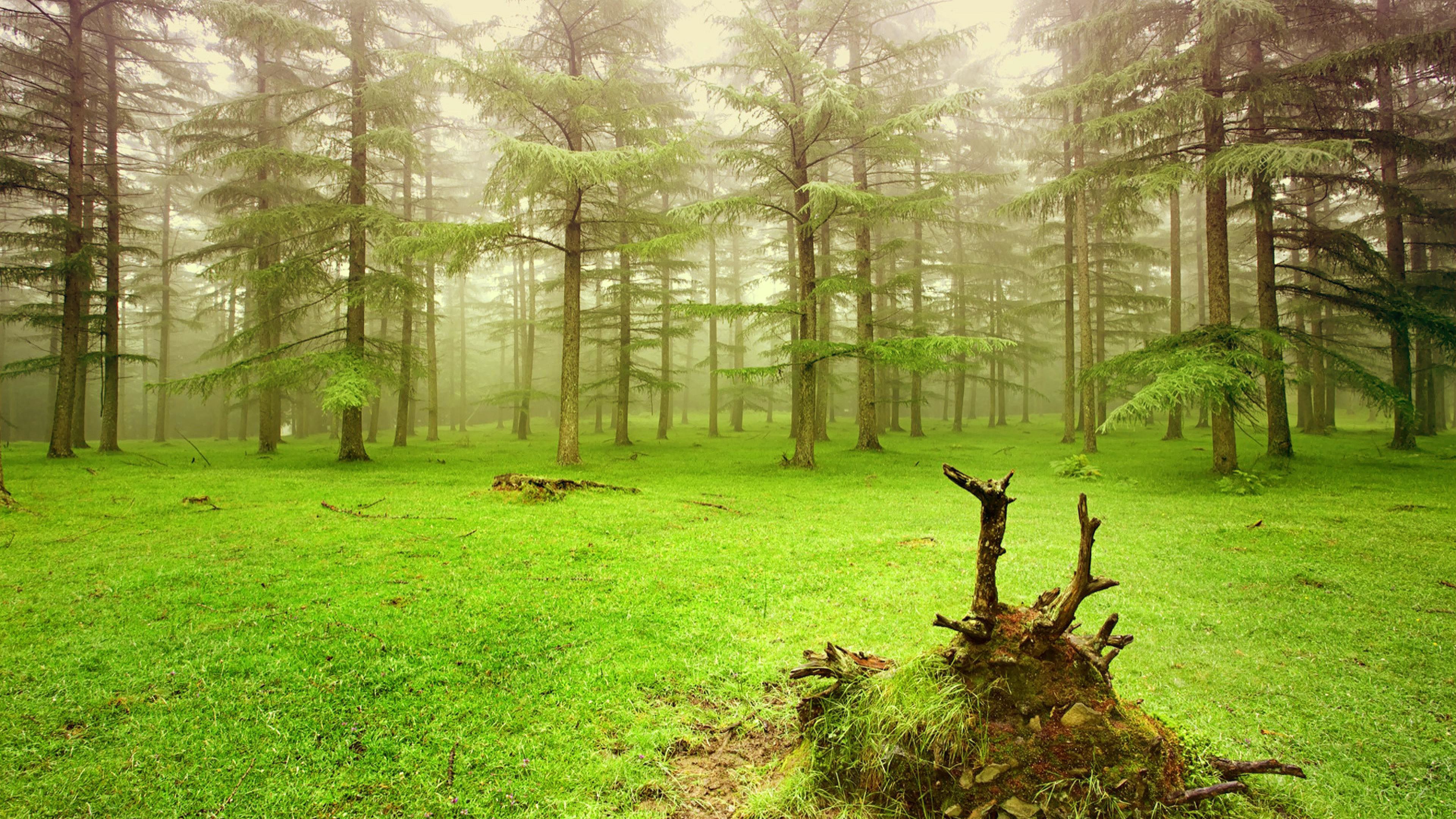 Pure nature forest. Watch widescreen backgrounds nature